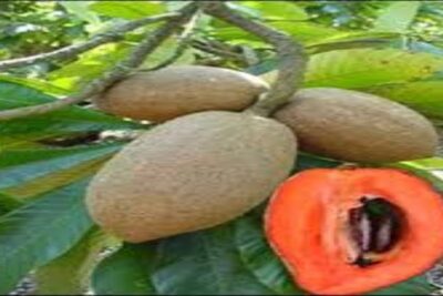 Mamey zapote