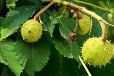 propiedades-y-beneficios-de-aesculus