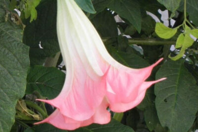 planta-brugmansia
