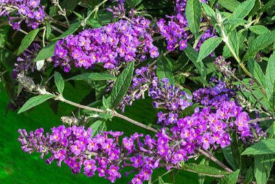 propiedades-y-beneficios-de-la-buddleia