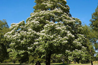 catalpa