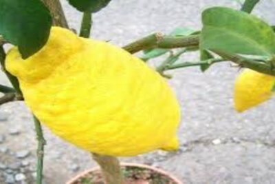 cidrero