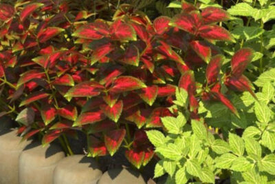 plata-coleus