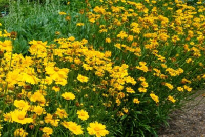 propiedades-y-beneficios-de-la-coreopsis
