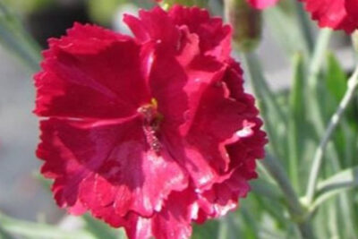 propiedades-y-beneficios-de-dianthus