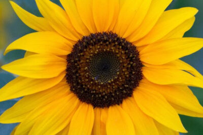 propiedades-y-beneficios-de-los-girasoles