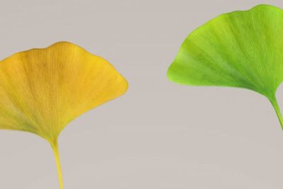 pétalos-ginkgo