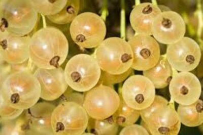 grosella blanca