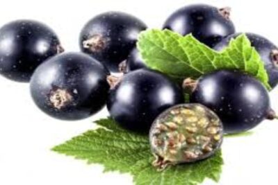 grosella negra