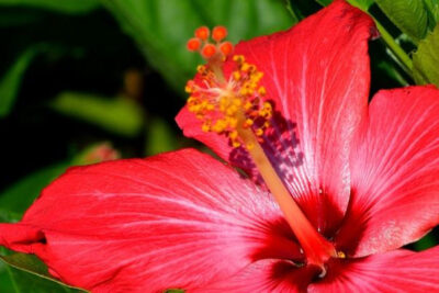 propiedades-y-beneficios-del-hibisco
