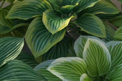 planta-hosta