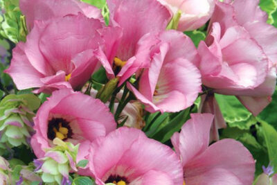flores-de-lisianthus