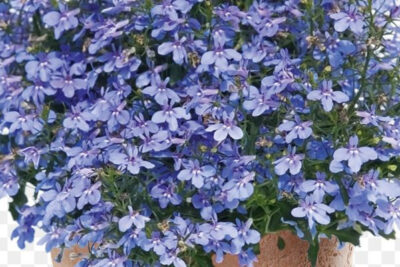 lobelia