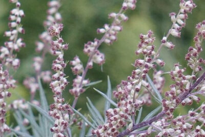 mugwort