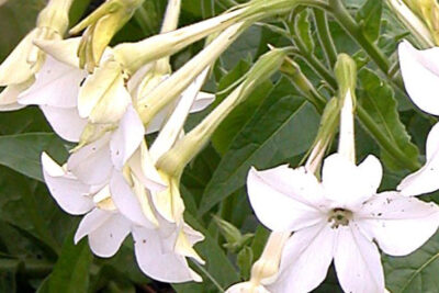 nicotiana