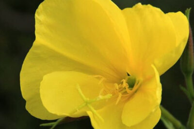 propiedades-y-beneficios-de-la-oenothera