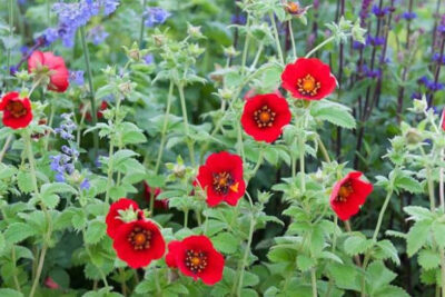 propiedades-y-beneficios-de-la-potentilla
