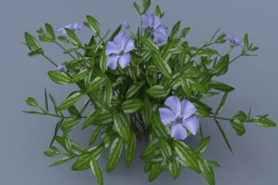 propiedades-y-beneficios-de-la-vinca