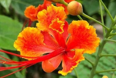 propiedades-y-beneficios-de-la-caesalpinia