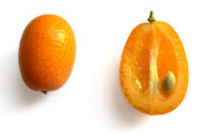 Kumquat