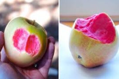 La Manzana Rosa