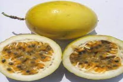 La Parcha