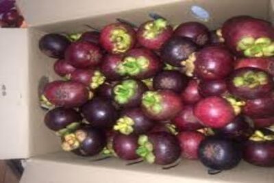 Mangosteno