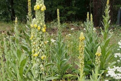 propiedades-y-beneficios-de-mullein