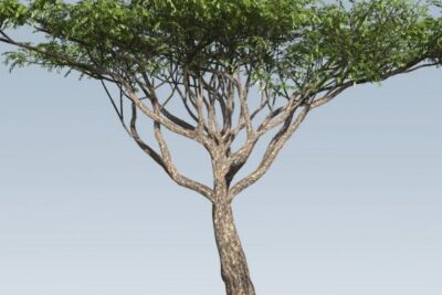 propiedades-y-beneficios-de-la-acacia