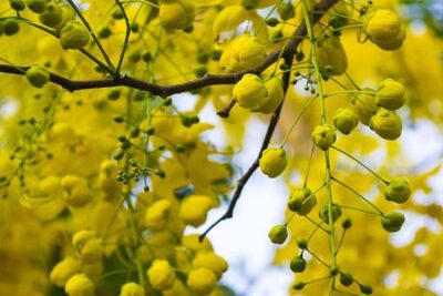 cassia