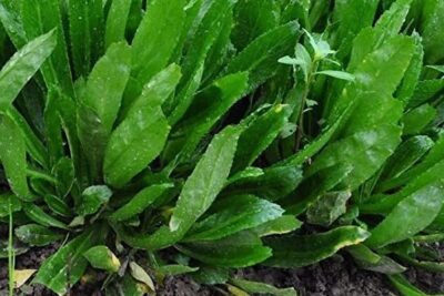 propiedades-y-beneficios-de-culantro