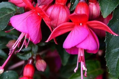propiedades-y-beneficios-de-fuchsia