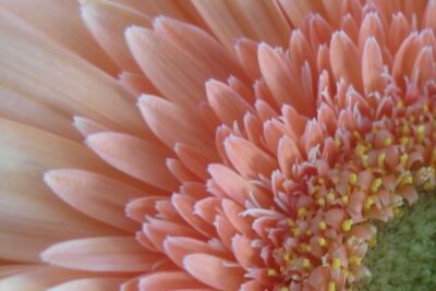 propiedades-y-beneficios-de-la-gerbera