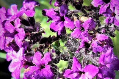 propiedades-y-beneficios-de-heliotropo