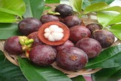 mangostin