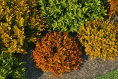 propiedades-y-beneficios-de-nandina
