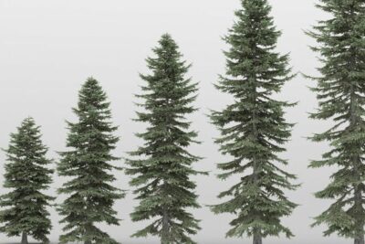 propiedades-y-beneficios-de-picea
