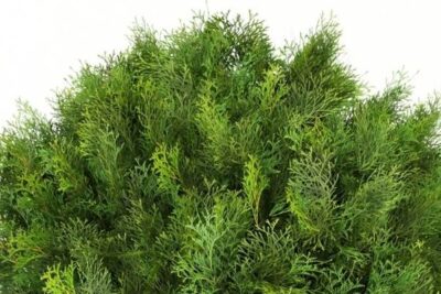propiedades-y-beneficios-de-thuja-occidentalis