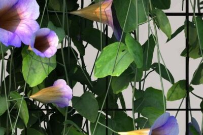thunbergia