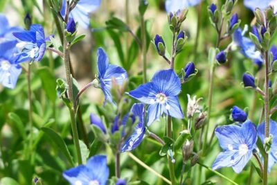 propiedades-y-beneficios-de-la-veronica