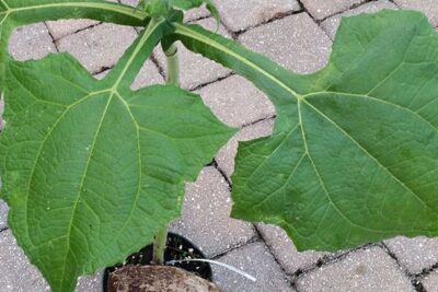 propiedades-y-beneficios-de-yacon