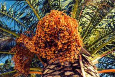 La Palmera Datilera