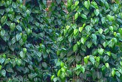 betel