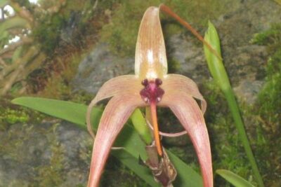 Bulbophyllum