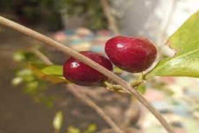 El Ñangapire.