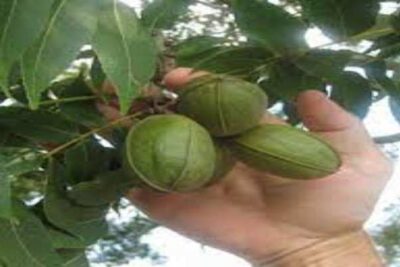 El Pacán