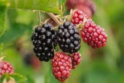 Las Moras