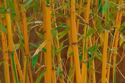 bambú-amarillo