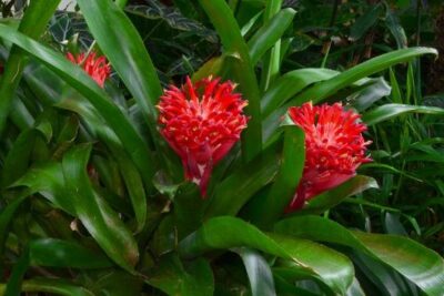 billbergia