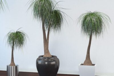 beaucarnea